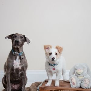 Meet your Posher, Cara